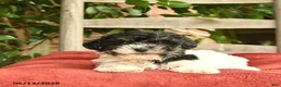 Yorkiepoo dogs for sale: Cassie   - Ad 4
