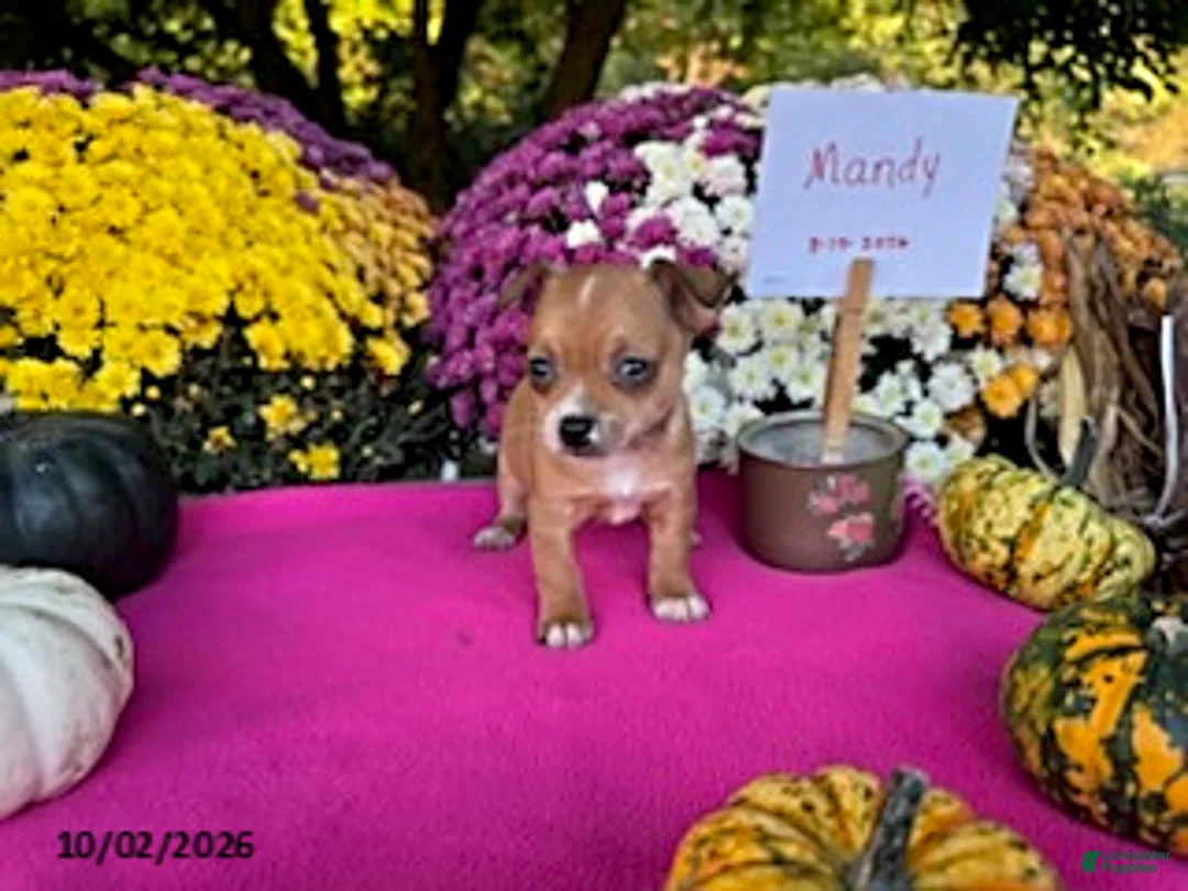 Chihuahua dogs for sale: Mandy - Ad 2