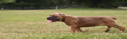 Cane Corso dogs for sale: Aries  - Ad 27