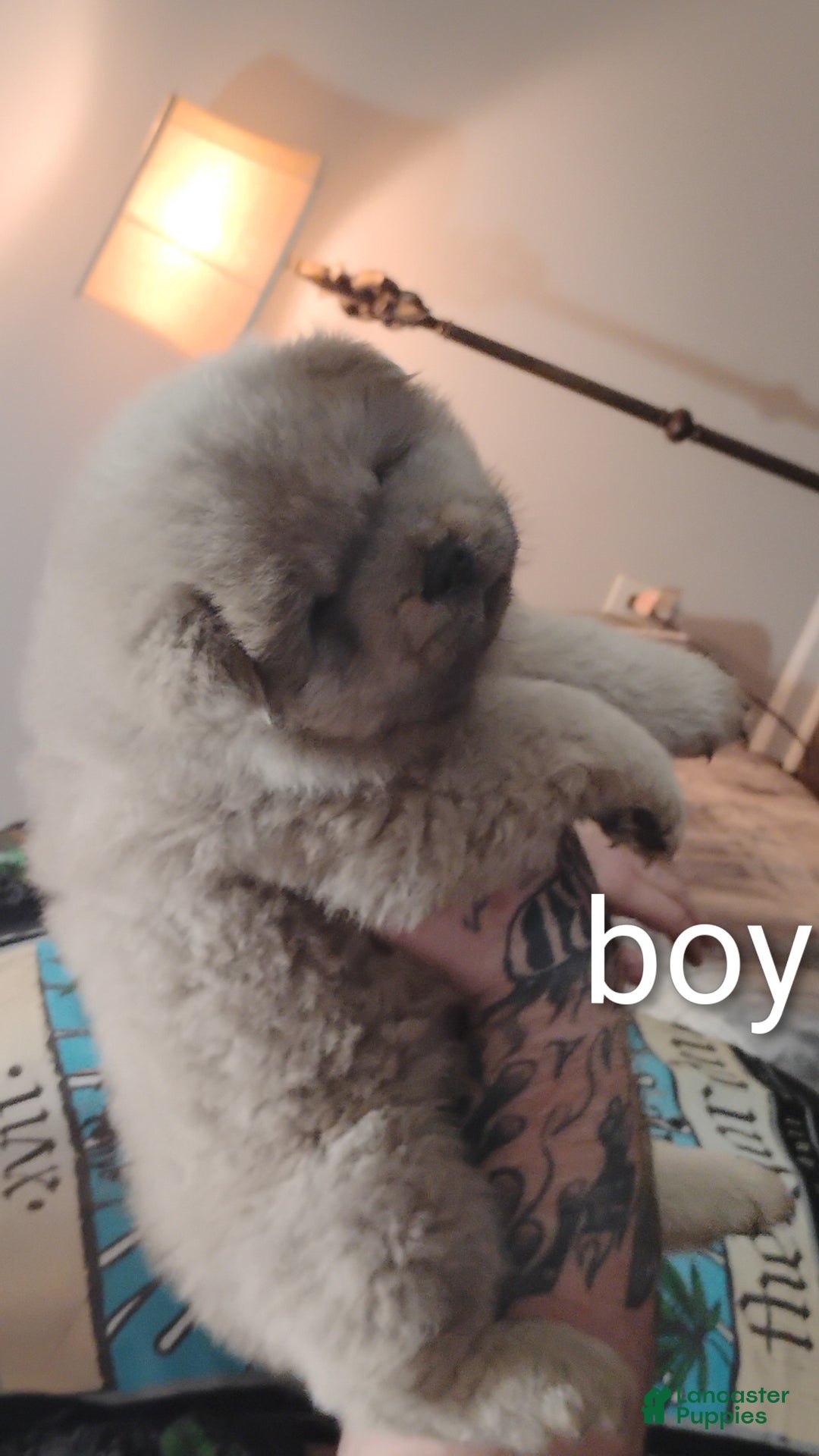 Chow Chow dogs for sale: Prince - Ad 3