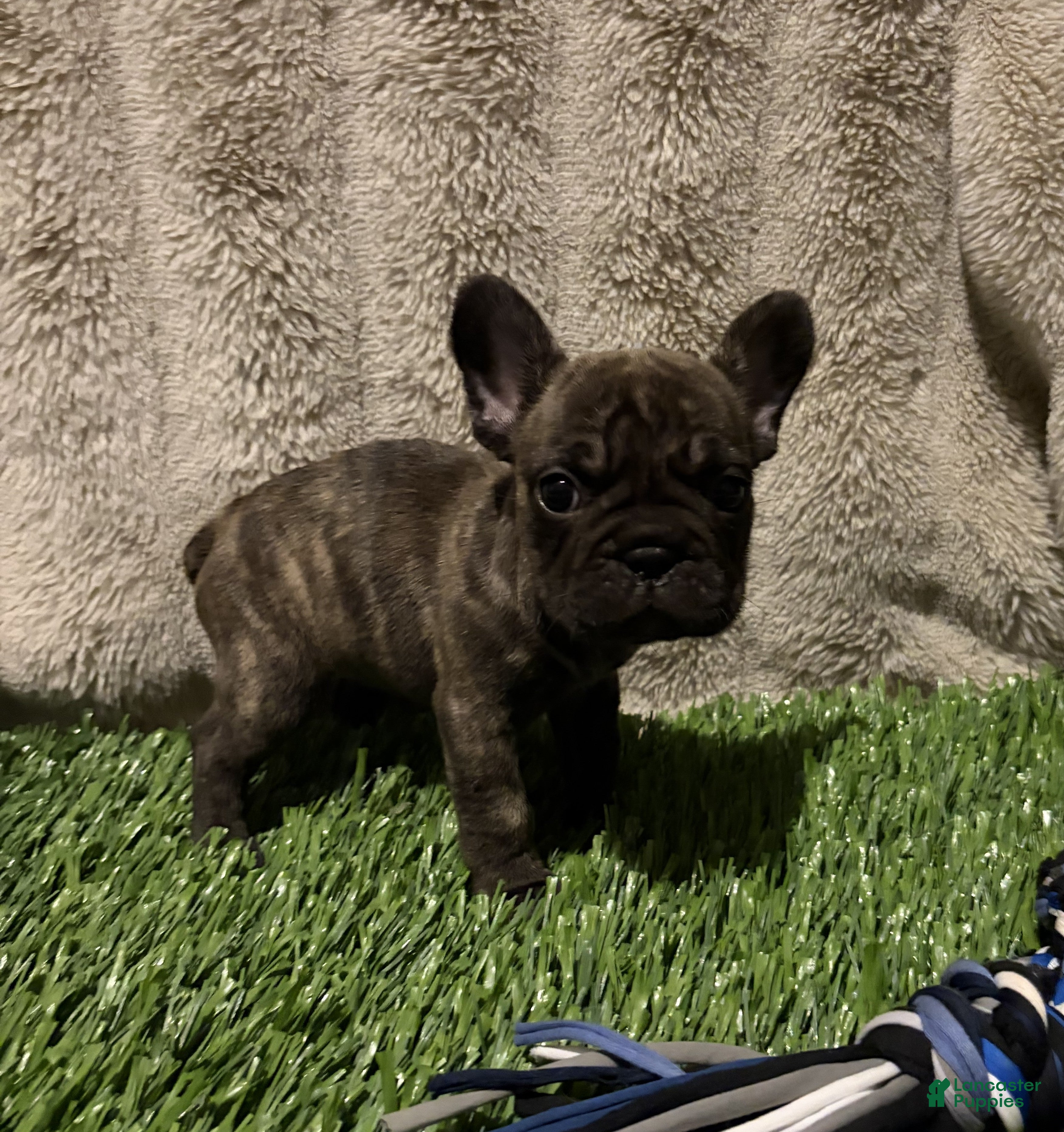 French Bulldog dogs Princess - Ad 2