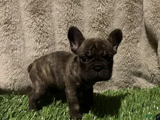 French Bulldog dogs Princess - Ad 2