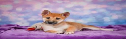 Shiba Inu dogs for sale: Luna - Ad 7