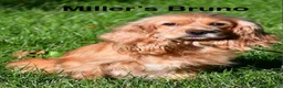 Cocker Spaniel dogs for sale: Cocker Spaniel Puppy 5 Female - Ad 7