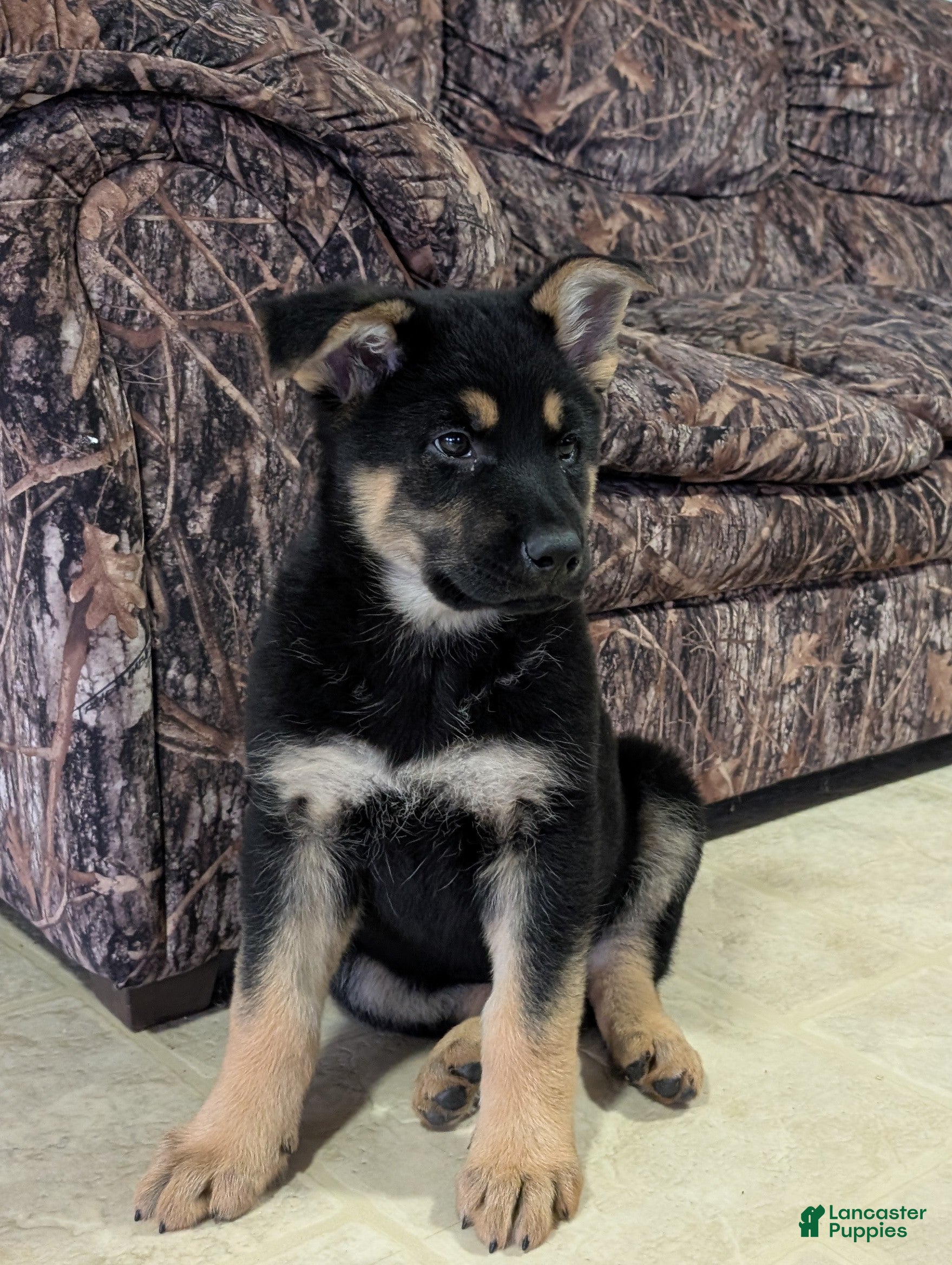 German Shepherd dogs Lucy - Ad 2