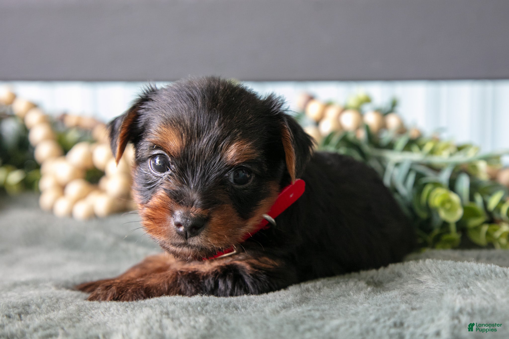 Yorkshire Terrier dogs Hunter - Ad 2