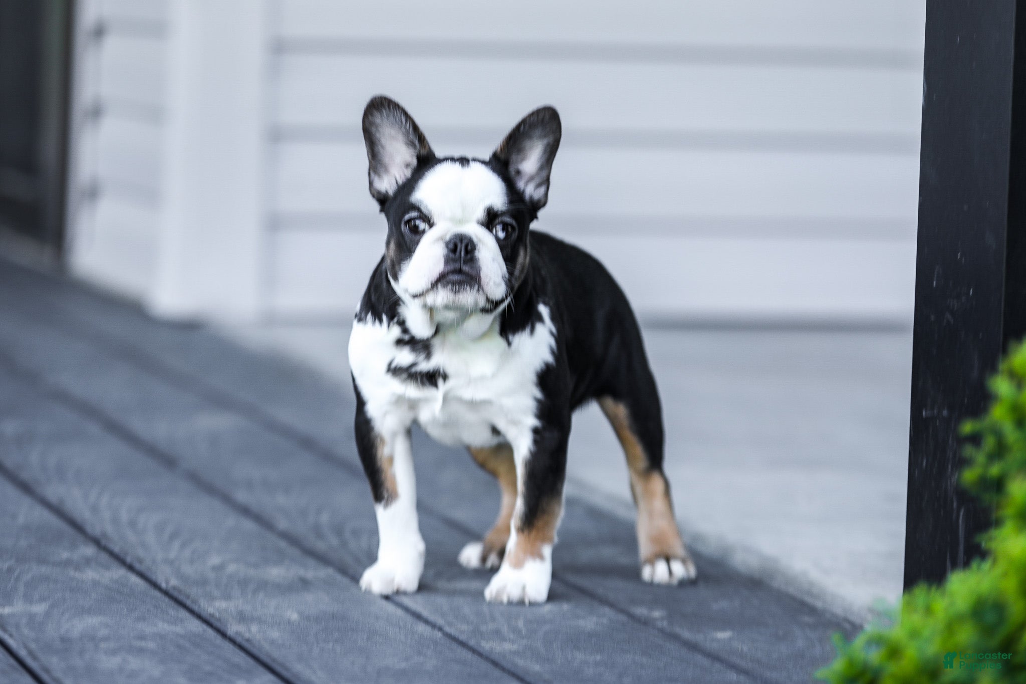 French Bulldog dogs for sale: Sheba - Ad 9