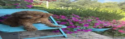 Miniature Labradoodle dogs for sale: Callie - Ad 3