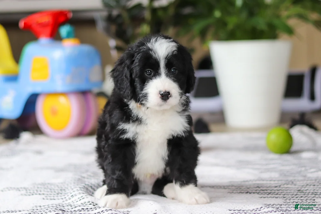 Bernedoodle dogs for sale: Jaxon - Ad 1