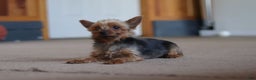 Yorkshire Terrier dogs for sale: Lola - Ad 7