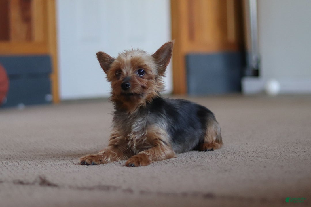 Yorkshire Terrier dogs for sale: Lola - Ad 7