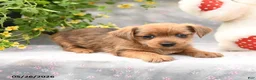 Dorkie dogs for sale: Pepper - Ad 3