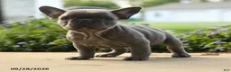 French Bulldog dogs for sale: Winnie - Ad 3