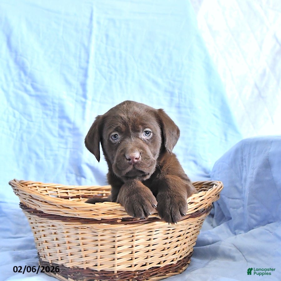 Labrador Retriever dogs Dora - Ad 2