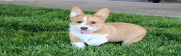 Welsh Corgi Pembroke dogs for sale:  June (triple clear)AKC - Ad 5