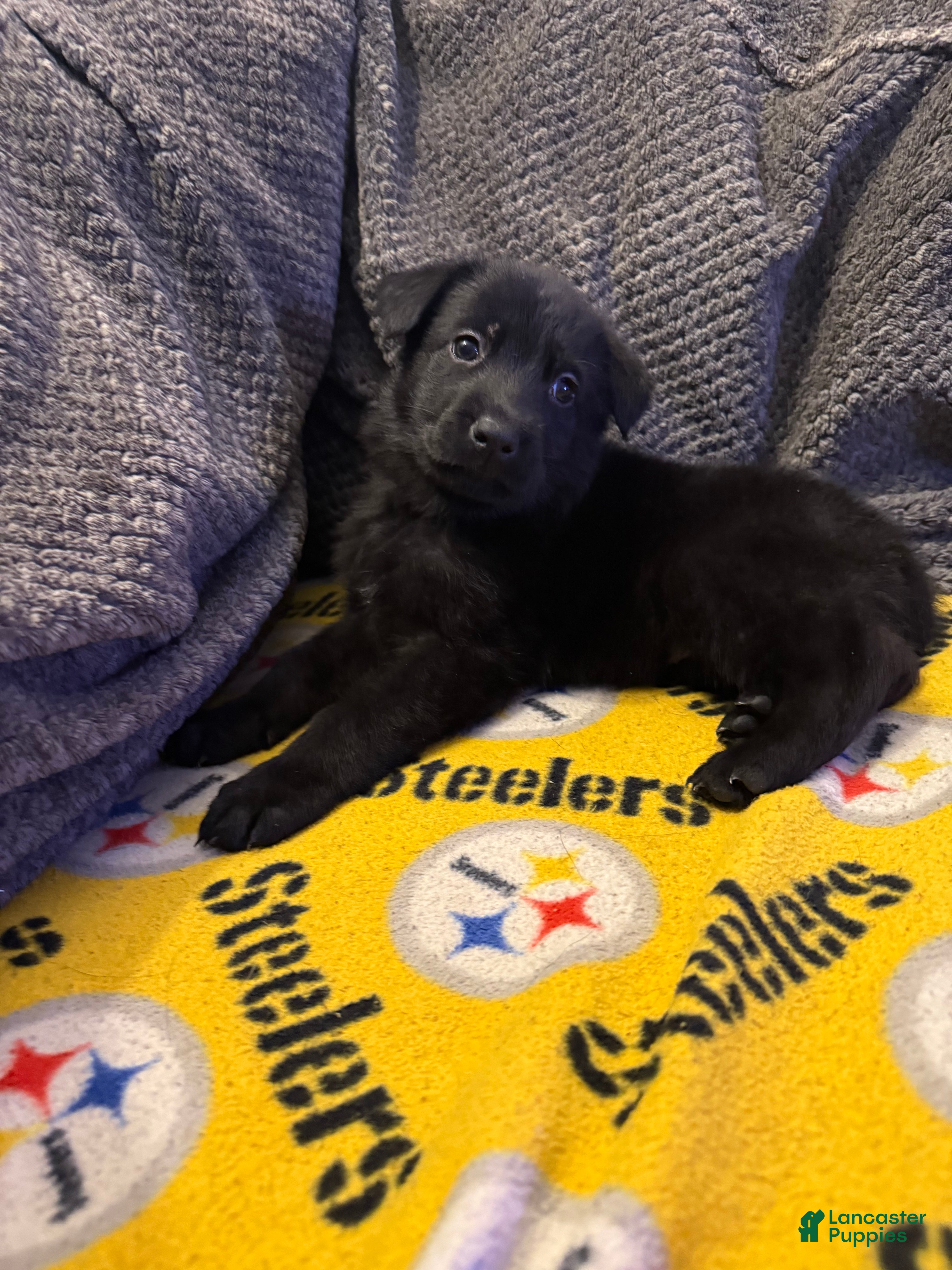 German Shepherd dogs Max - Ad 39