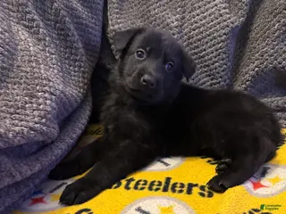 German Shepherd dogs Max - Ad 38