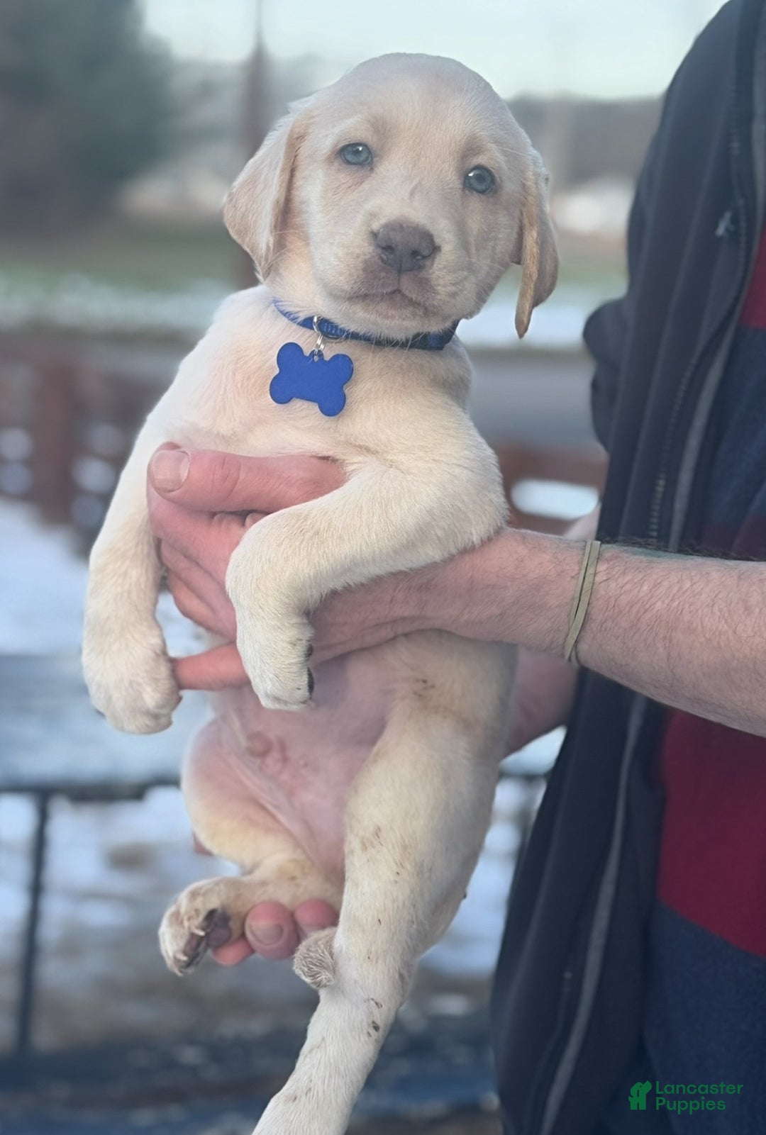 Labrador Retriever dogs for sale: Labrador Retriever Puppy 1 - Ad 16