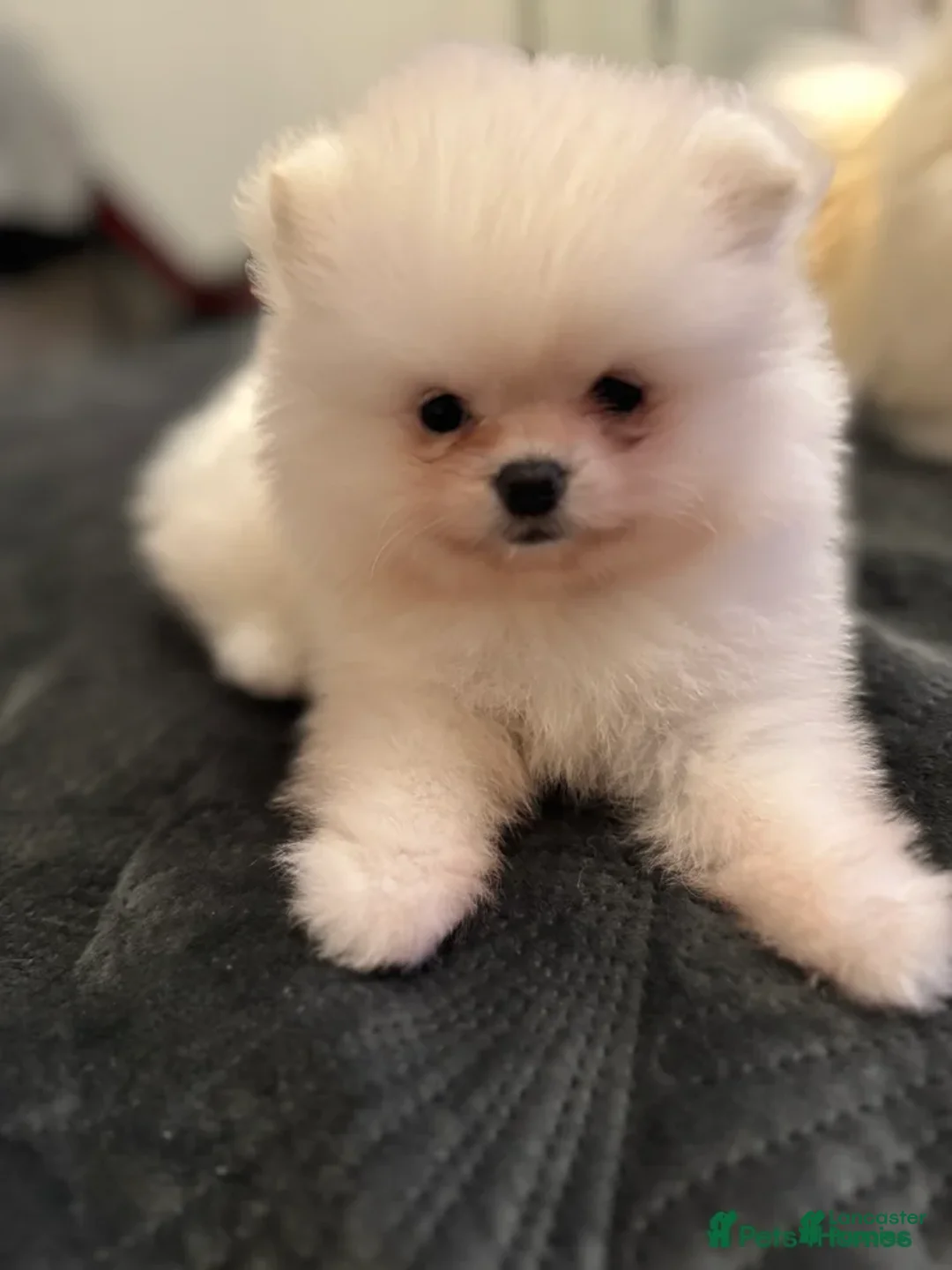 Pomeranian dogs for sale: Sally - Ad 1