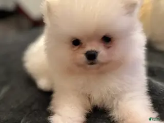 Pomeranian dogs Sally - Ad 31
