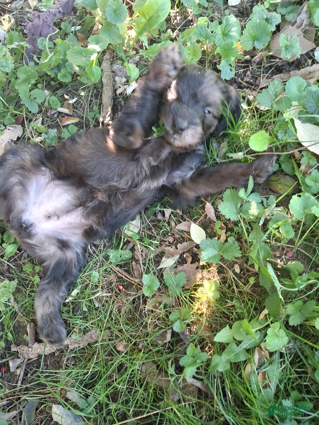 Mixed Breed dogs for sale: Wynnie - Ad 2