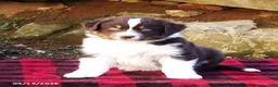 Australian Shepherd dogs for sale: Blaze - Ad 1