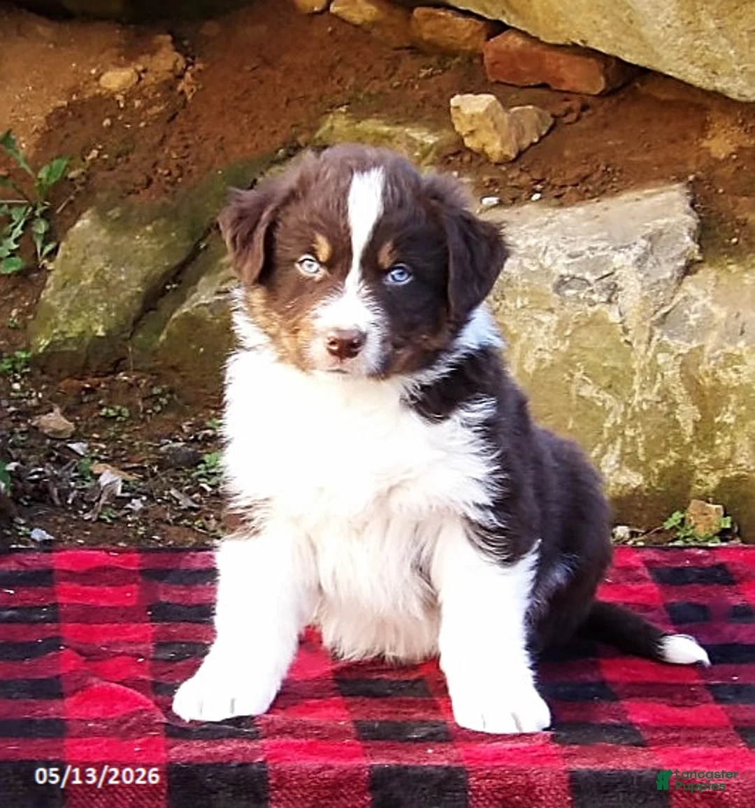 Australian Shepherd dogs for sale: Blaze - Ad 1