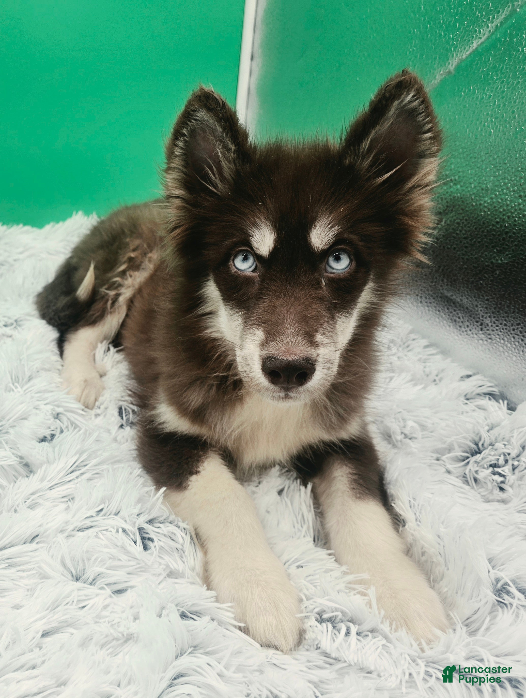 Siberian Husky dogs for sale: Brownie  - Ad 1