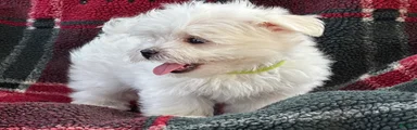 APRI Maltese Ziggy