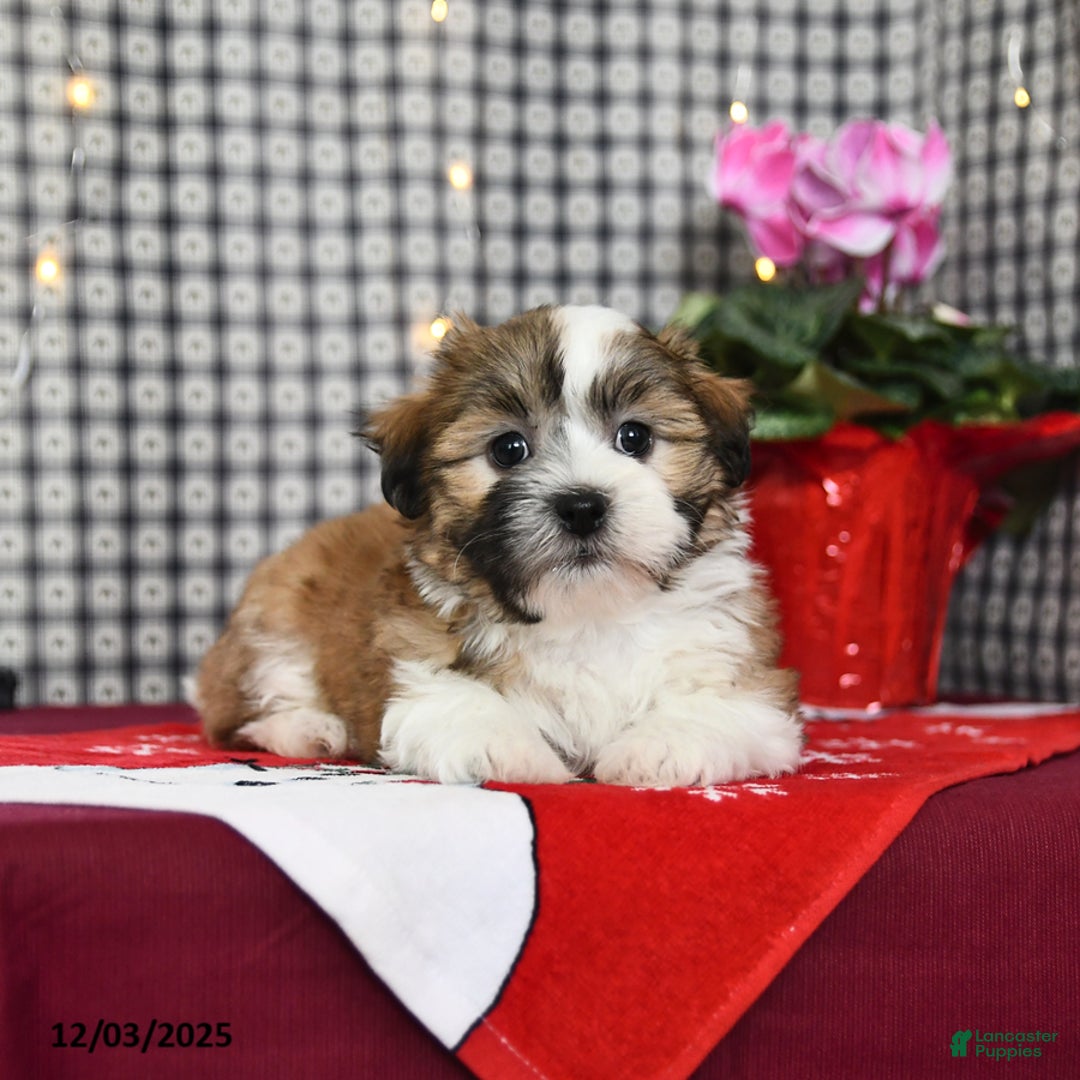 Malshi dogs for sale: Honey - Ad 3