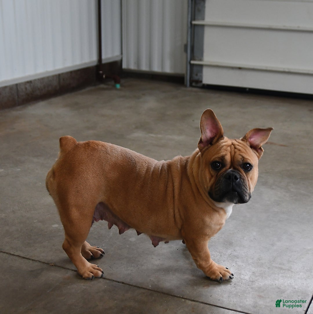 Mixed Breed dogs for sale: Bruce - Ad 11