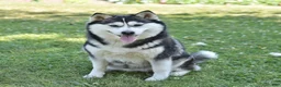 Pomsky dogs for sale: Silver Star  - Ad 4