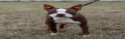 Boston Terrier dogs for sale: Daisy - Ad 4