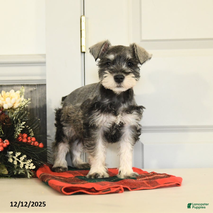 Miniature Schnauzer dogs Jolly - Ad 11