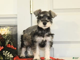 Miniature Schnauzer dogs Jolly - Ad 1
