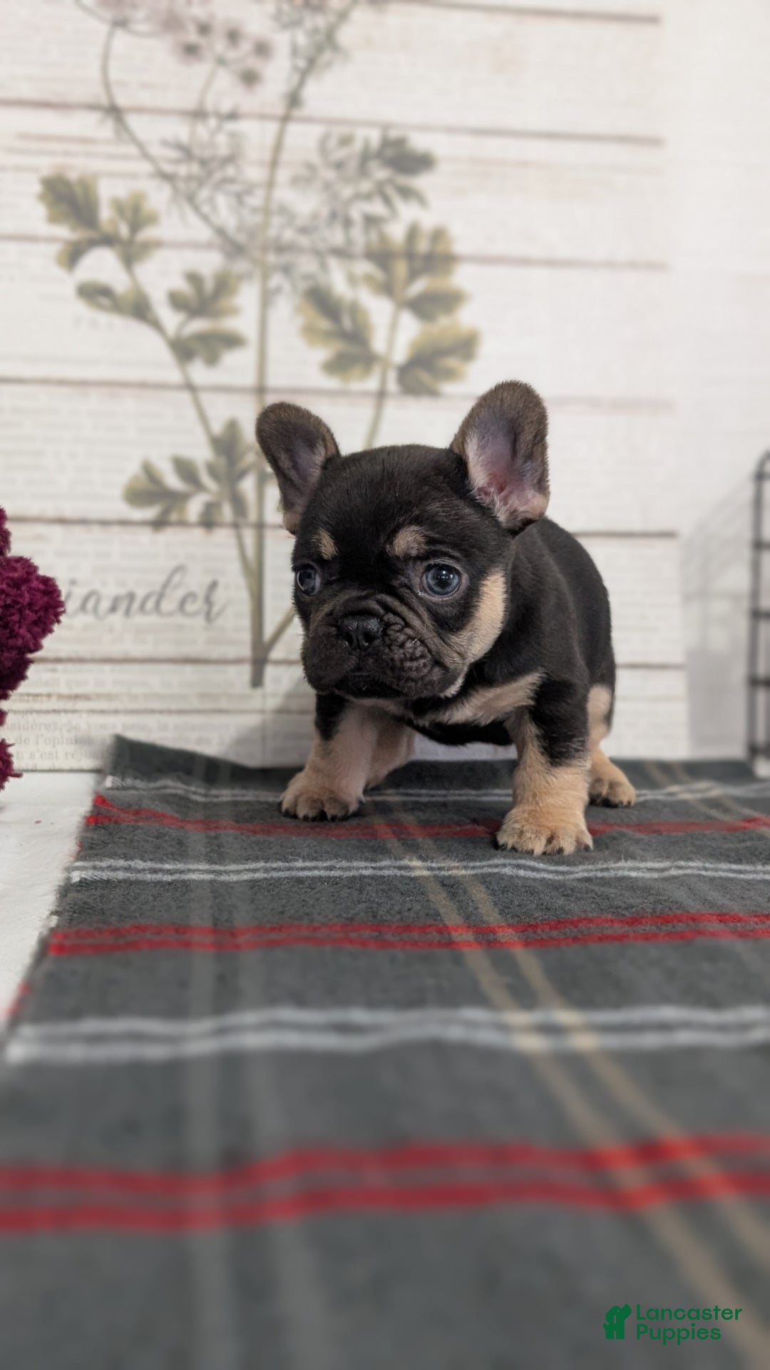 French Bulldog dogs for sale: Scout - Ad 10
