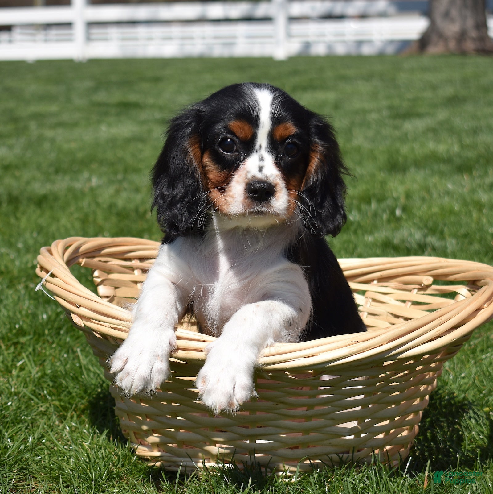 Cavalier King Charles Spaniel dogs Pretzel  - Ad 2