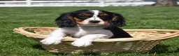 Cavalier King Charles Spaniel dogs for sale: Pretzel  - Ad 4