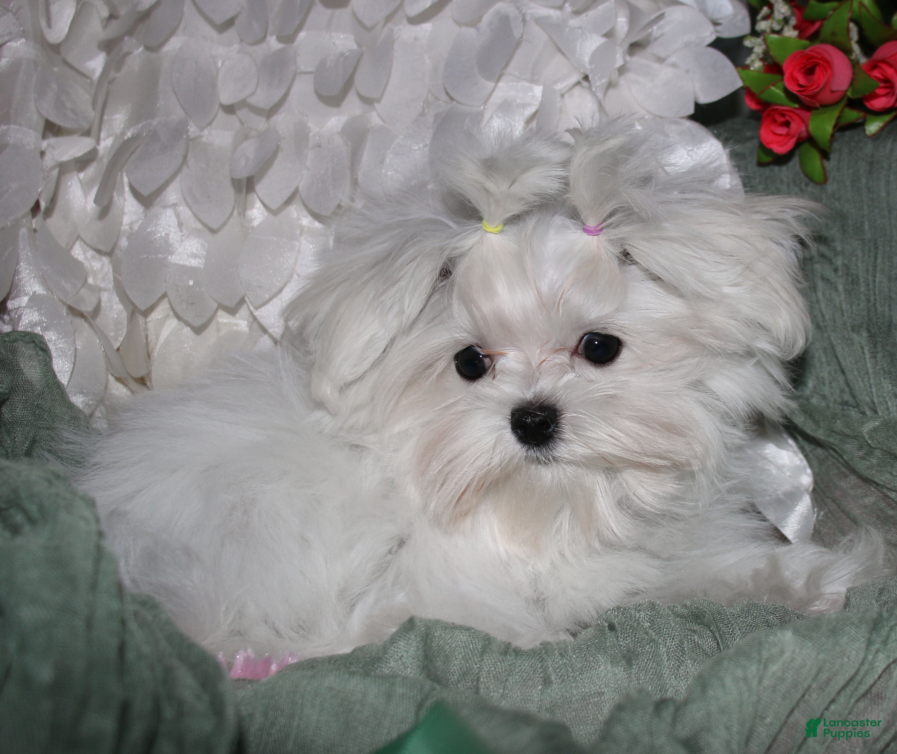 Maltese dogs Maci - Ad 1