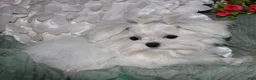 Maltese dogs for sale: Maci - Ad 1