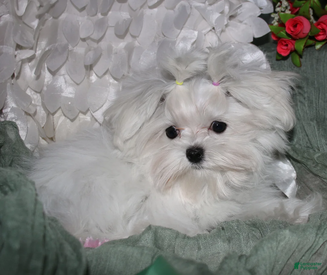Maltese dogs for sale: Maci - Ad 1