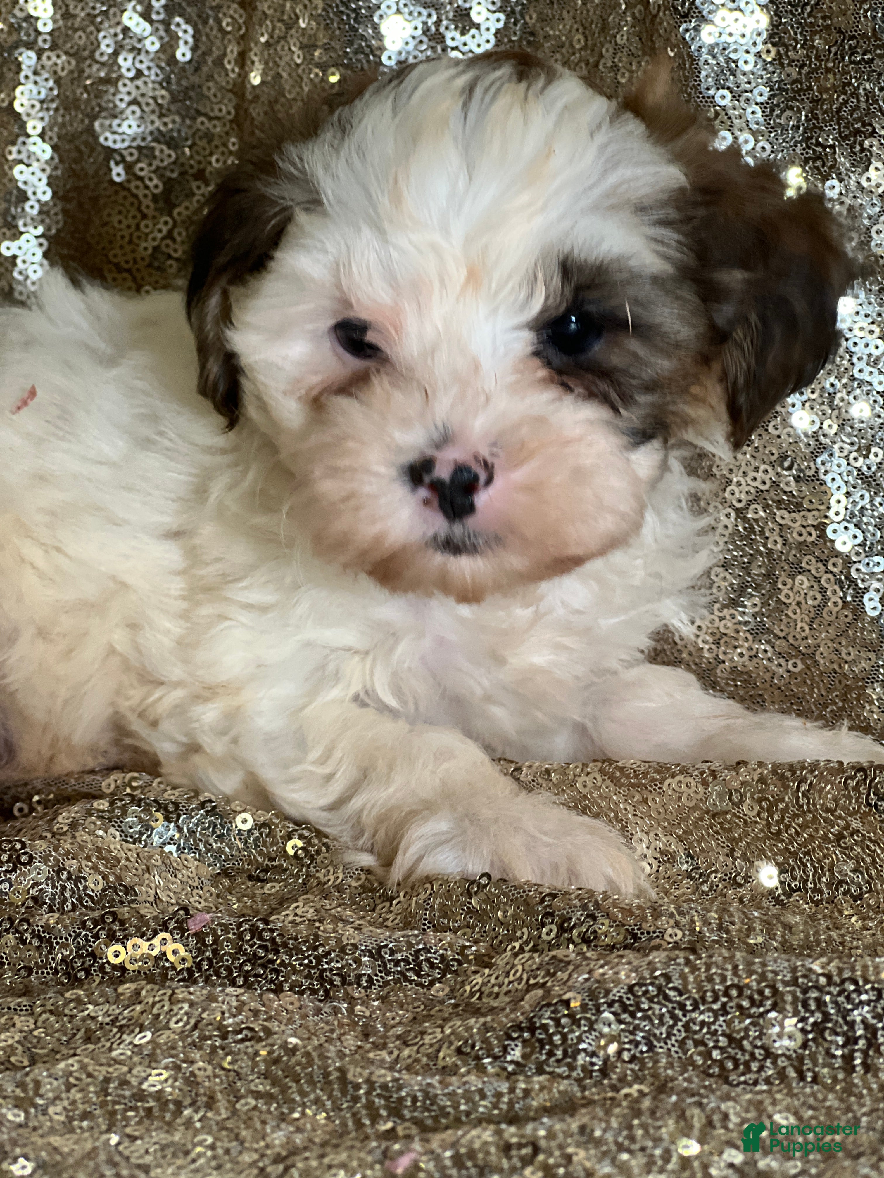 Shihpoo dogs Tino - Ad 21