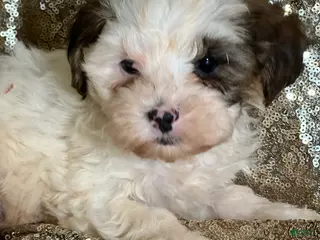 Shihpoo dogs Tino - Ad 20