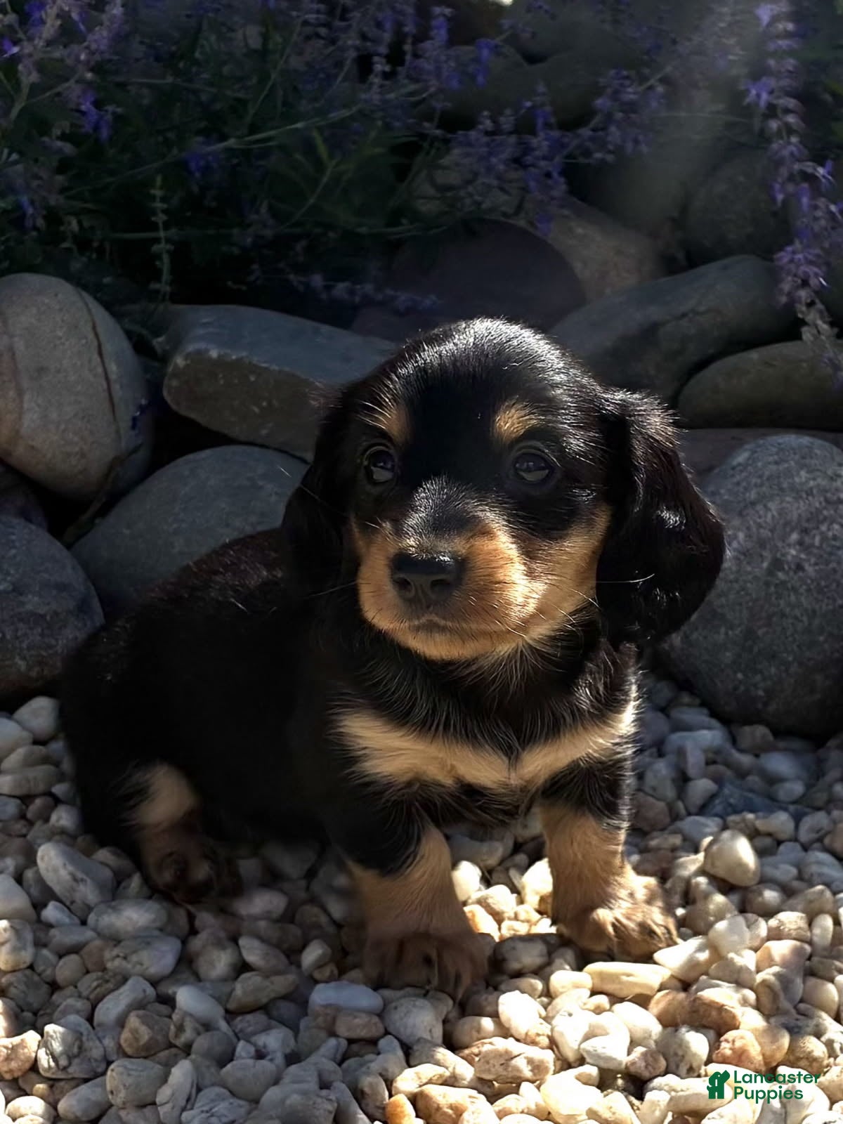 Dachshund dogs Rosie - Ad 1