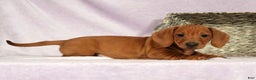 Miniature Dachshund dogs for sale: Sage - Ad 8