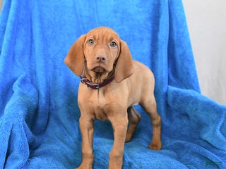 Vizsla dogs Star - Ad 6