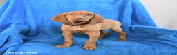 Vizsla dogs for sale: Star - Ad 1
