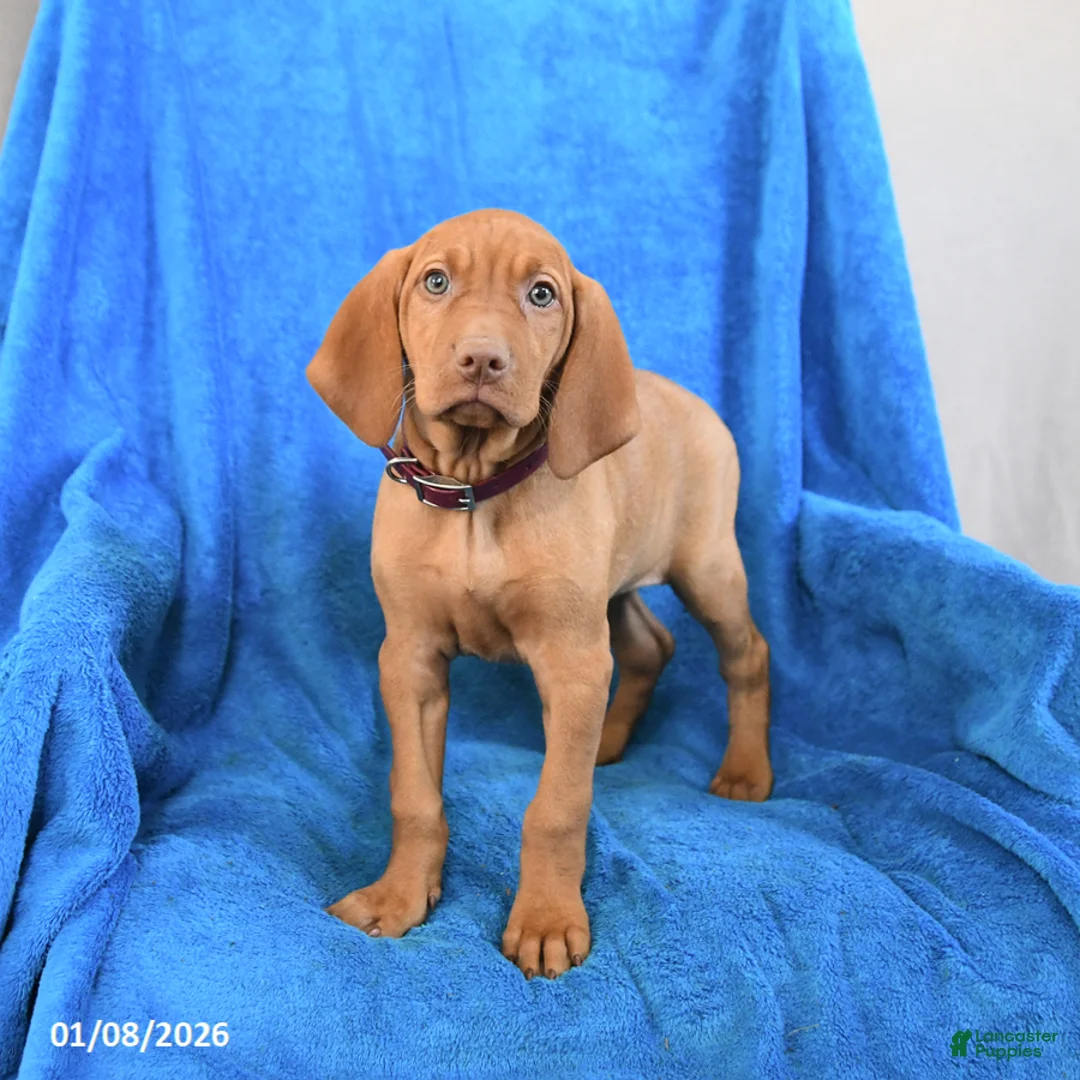 Vizsla dogs for sale: Star - Ad 1