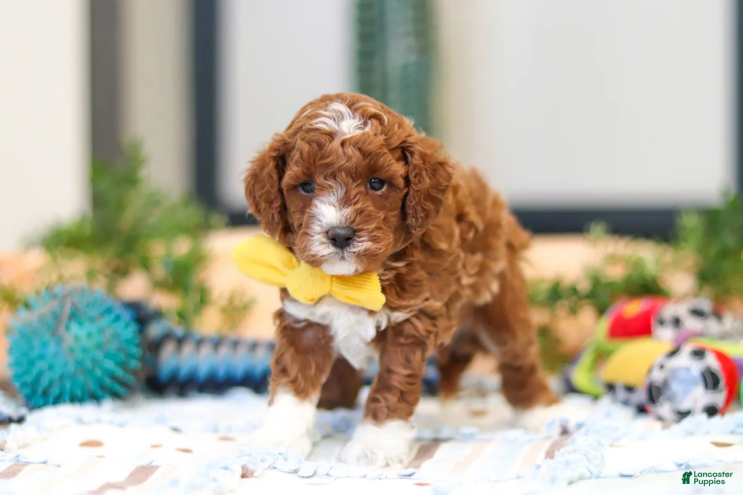 Cavapoo dogs for sale: Austin - Ad 2