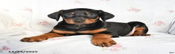 Doberman Pinscher dogs for sale: Daisy - Ad 3
